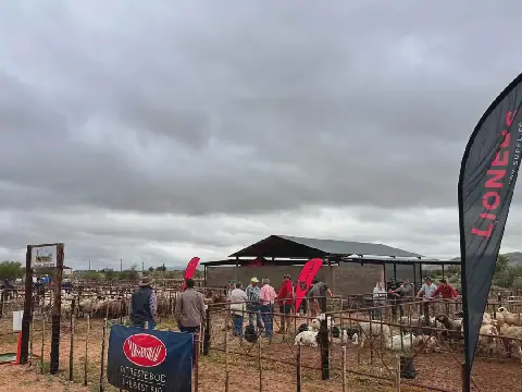 Reën, sneeu of sonskyn. In Pofadder het die boere hul skaapveiling op die dorp se Skaapdag in die reën gate uit geniet.