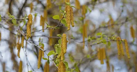 South Africa's First Pollen Calendars Help Allergy Sufferers Prepare