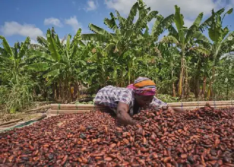 Ghana's NPP Challenges Government's GH¢2,650 Cocoa Producer Price