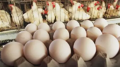 Egg Prices in Egypt's Poultry Exchange on Monday