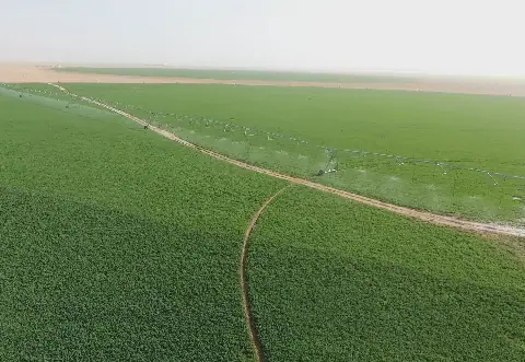 Algérie : BF El Djazair lance une nouvelle campagne de semis de blé à Timimoun