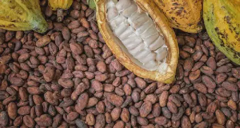 cocoa