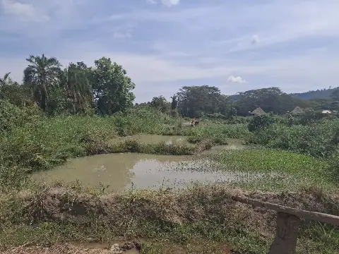 Residents Demand Transparency in Wetland Enforcement Amid Corruption Allegations in Uganda