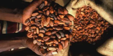 COCOBOD launches Cocoa Capital PLC to mobilise GHS16.3bn from domestic market