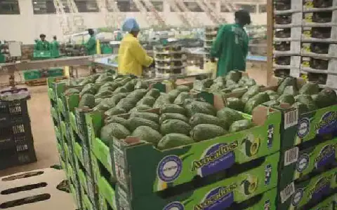 Kenya eyes higher exports to Germany