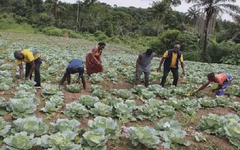 Misleading! Food insecurity in Liberia not 80%