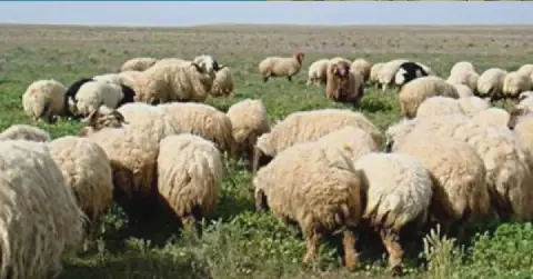 Tunisian Farmers' Union Highlights Importance of Agricultural Training
