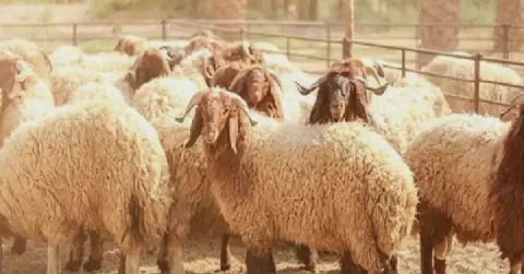 Tunisian Livestock Sector Faces Challenges, Says Farming Union Head