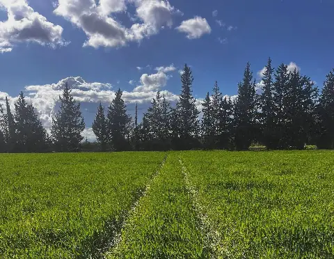 Tunisia's Sidi Bouzid Region Forecasts Promising Agricultural Season
