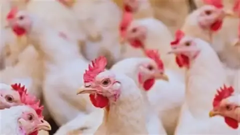 Egypt's Poultry Prices Remain Stable on Tuesday, September 29, 2026