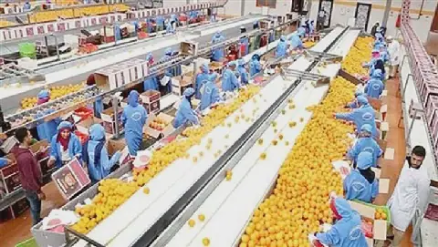 Egypt's Exports Projected to Reach $51.4 Billion by 2025