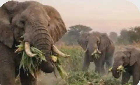 Côte d'Ivoire: Elephant Incursions Cause Concern in Badikaha
