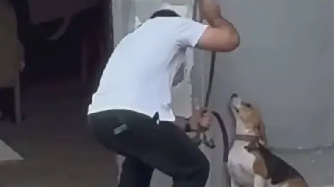 Egyptian Authorities Investigate Video of Man Abusing Dog in Alexandria