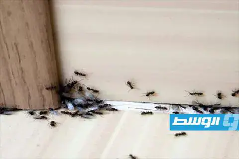 وصفة طبيعية من مطبخك للتخلص من الحشرات وإبعادها عن المنزل