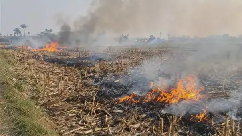 Dense Smoke from Crop Residue Burning Threatens Respiratory Health in Egypt's Minya