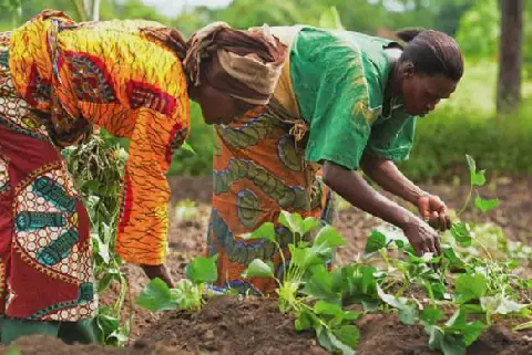 Northern-Savanna, Complete Farmer partner to cultivate 500 acres of sesame