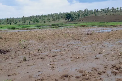 Imvura yateje imivu n'isuri mu Karere ka Nyagatare, hegitari 200 z'imyaka zatwawe