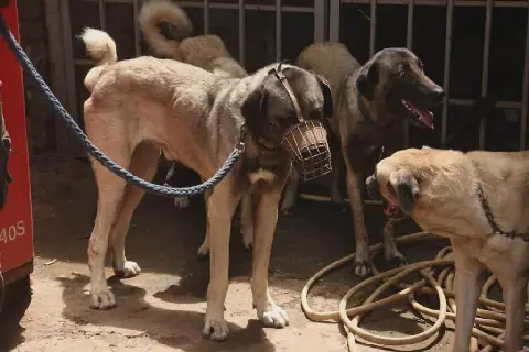 Mali Marks World Rabies Day with Vaccination Drive and Bite Care