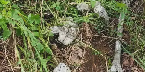 Amnesty demands probe after 28 human skulls recovered from Abia forests