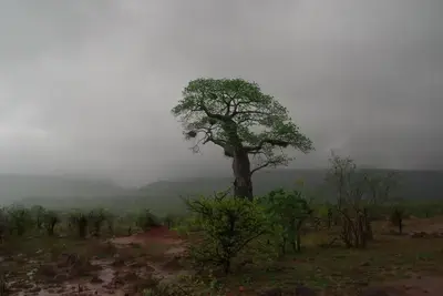 Kruger National Park experiencing rain. Image: Supplied.