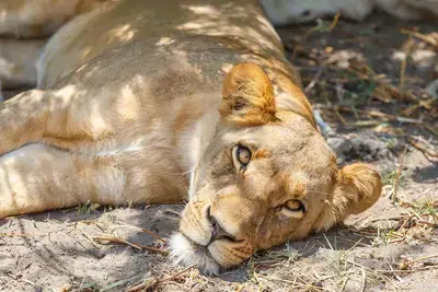 Urgent action: Even in protected areas, prey depletion and bushmeat snares pose serious risks. Many African countries have set aside significant protected areas that could support three to four times the current lion population if they were adequately funded and managed. Photo: Supplied