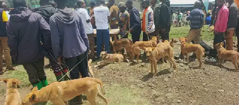 Rwanda: Unvaccinated Dogs Pose Threat to Human and Wildlife Health in Musanze