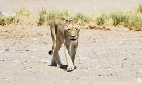 Navigating Namibia's Treacherous Hoanib Valley