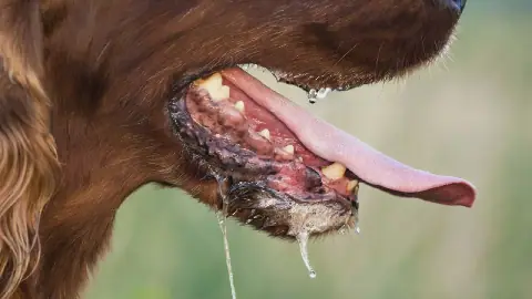 Nigeria Aims to Eliminate Rabies by 2030 with Mass Vaccination Efforts