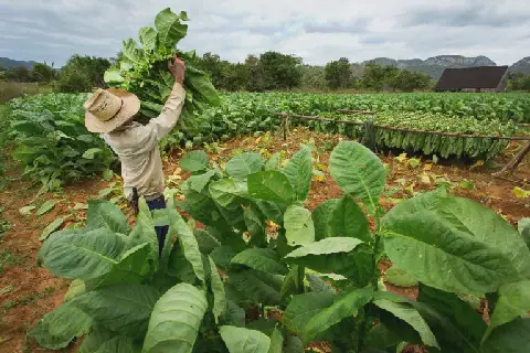 Tabora tobacco farmers demand fair market prices