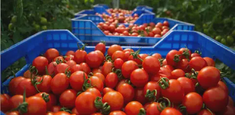 Moroccan Tomato Campaign Kicks Off with Challenges