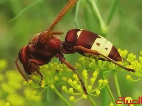 Moroccan Environmental Watchdog Warns of Eastern Hornet Spread