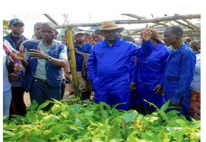 Kasaï Central : Distribution des plantules pour la campagne agricole 2026-2027