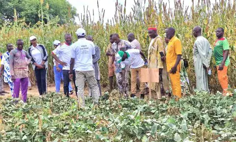 Burkina : AGRODIA et Soil Values démontrent l’efficacité des bonnes pratiques agricoles à Yako