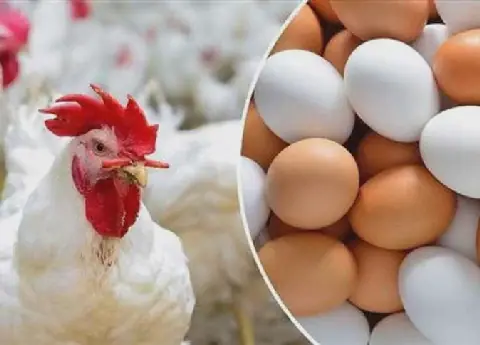 Prices of White Chicken, Saso, and Eggs in Eastern Egypt on Wednesday, September 30, 2026