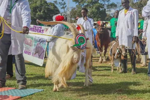 Livestock auction goes live at Nairobi ASK Show