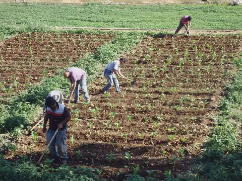 Agricultural Shortfalls Persist in Algeria's Tizi Ouzou Province