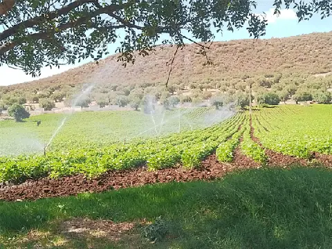 Early Crop Season Launches in Guelma's Seybouse Plain