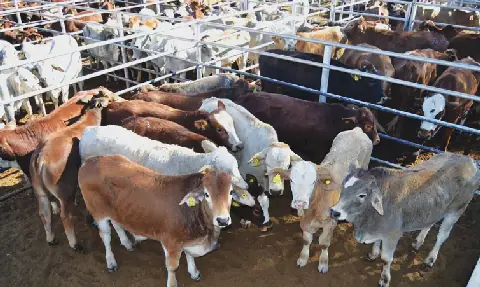 Auction cancellations hit farmers’ pockets
