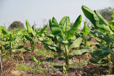Tanzania releases three new vitamin-rich banana varieties