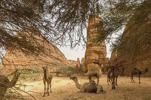 Camels_in_the_Labyrinthe_(Maze)_sandstone_area_of_the_Ennedi,_Chad_(42405451704)