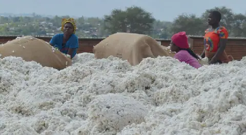 Council outlines strategy to increase cotton output