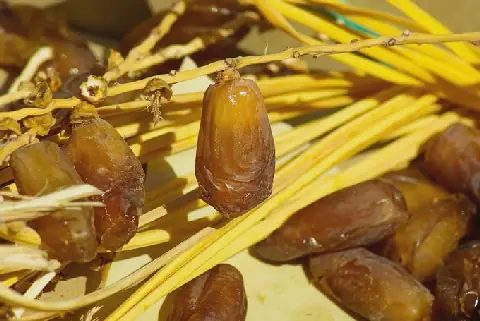 Tunisian Date Production Hits Record High of 404,000 Tons