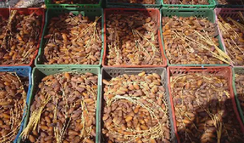 Tunisia's Date Exports Reach Record High, But Value Per Tonne Remains Key