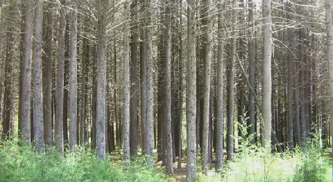 Kenya’s Environment Court dismisses Kituo Cha Sheria challenge to lifted logging ban