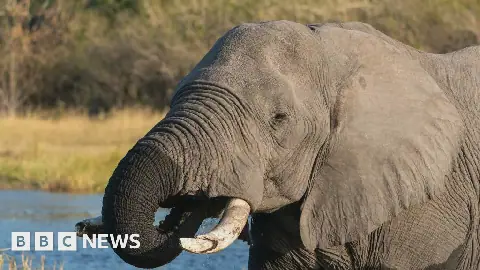 A close-up of an elephant with tusks