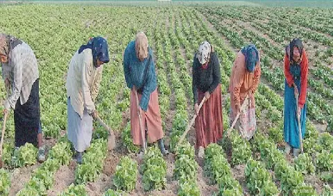 ONU Femmes lance une campagne pour les femmes rurales en Tunisie