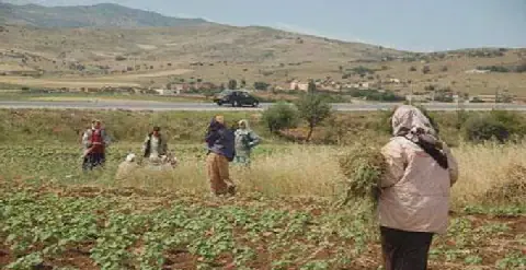 Tunisie: Campagne de plaidoyer en faveur des femmes rurales