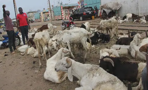 Benin's Livestock Market Sees Increase in Purchasing Power for Breeders