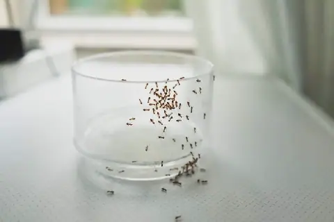 South Africans Share Tips on Dealing with Ant Infestations