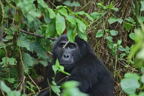Change a Life Bwindi puts communities at the heart of World Gorilla day